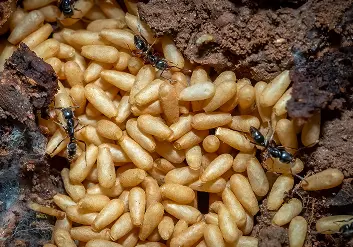 Asian Needle Ants