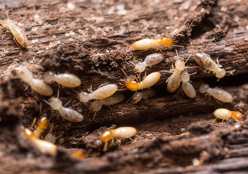 Termite Control