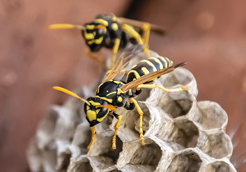 Hornet & Wasp Control